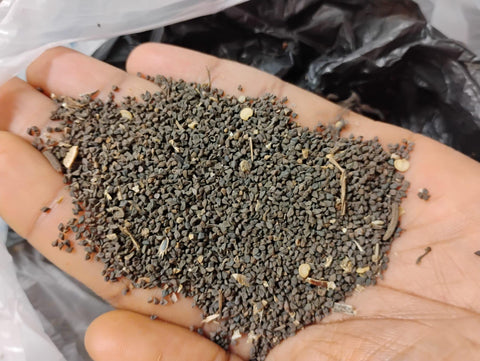 Plants and Seeds