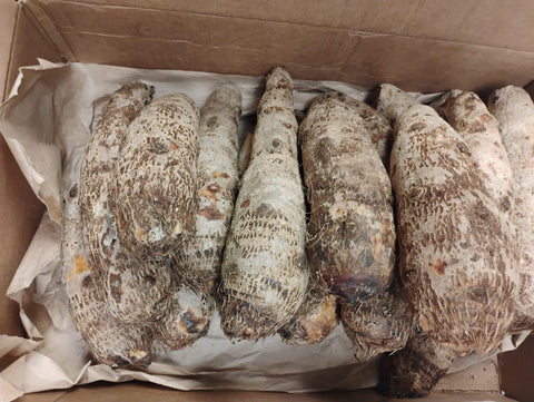 White Malanga 10lb