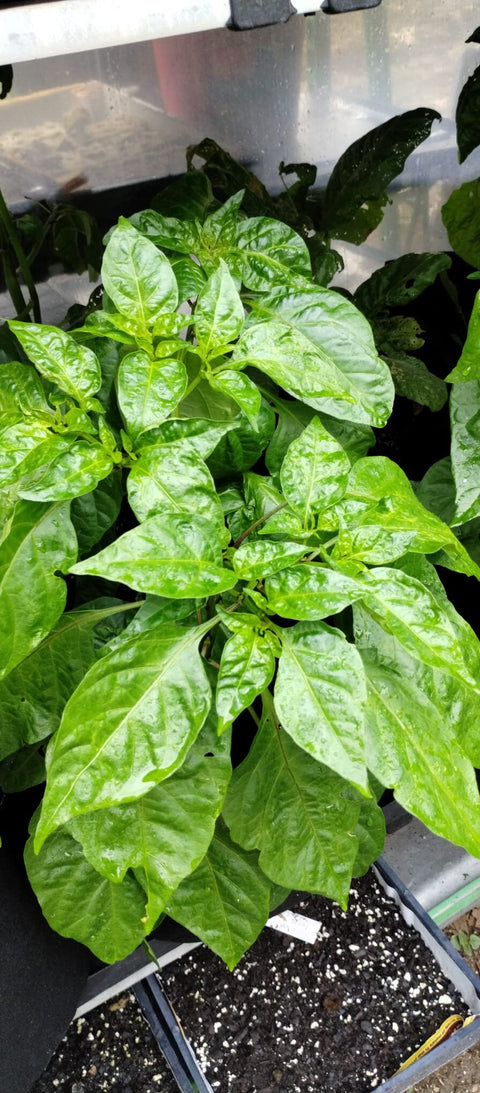 Cameroon Pepper Seeds | African Spice, Bold Flavor (200 Seeds)