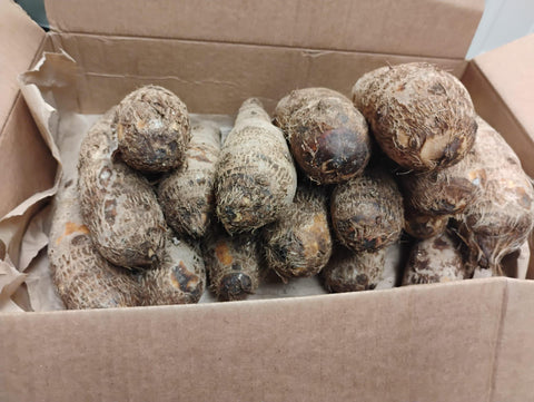 White Malanga 10lb