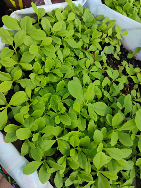 Waterleaf seeds, Talinum Fruticosum, Talinum-triangulare/500 seeds