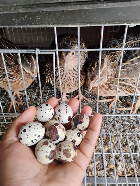quail eggs (12 eggs)